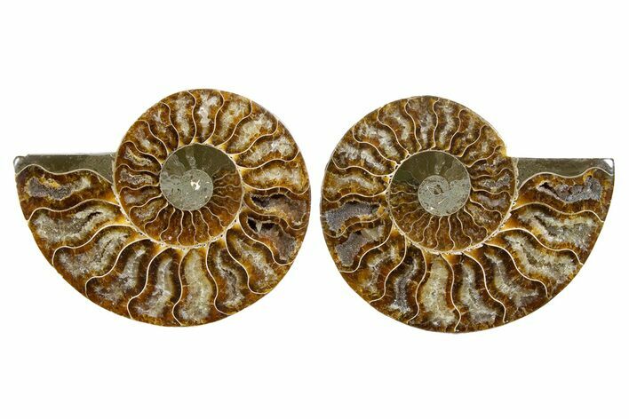 Cut & Polished, Agatized Ammonite Fossil - Madagascar #344147